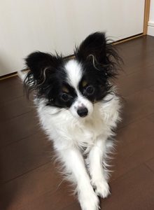 7か月頃のレオ