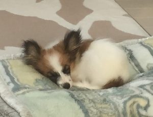 4か月頃のベティー