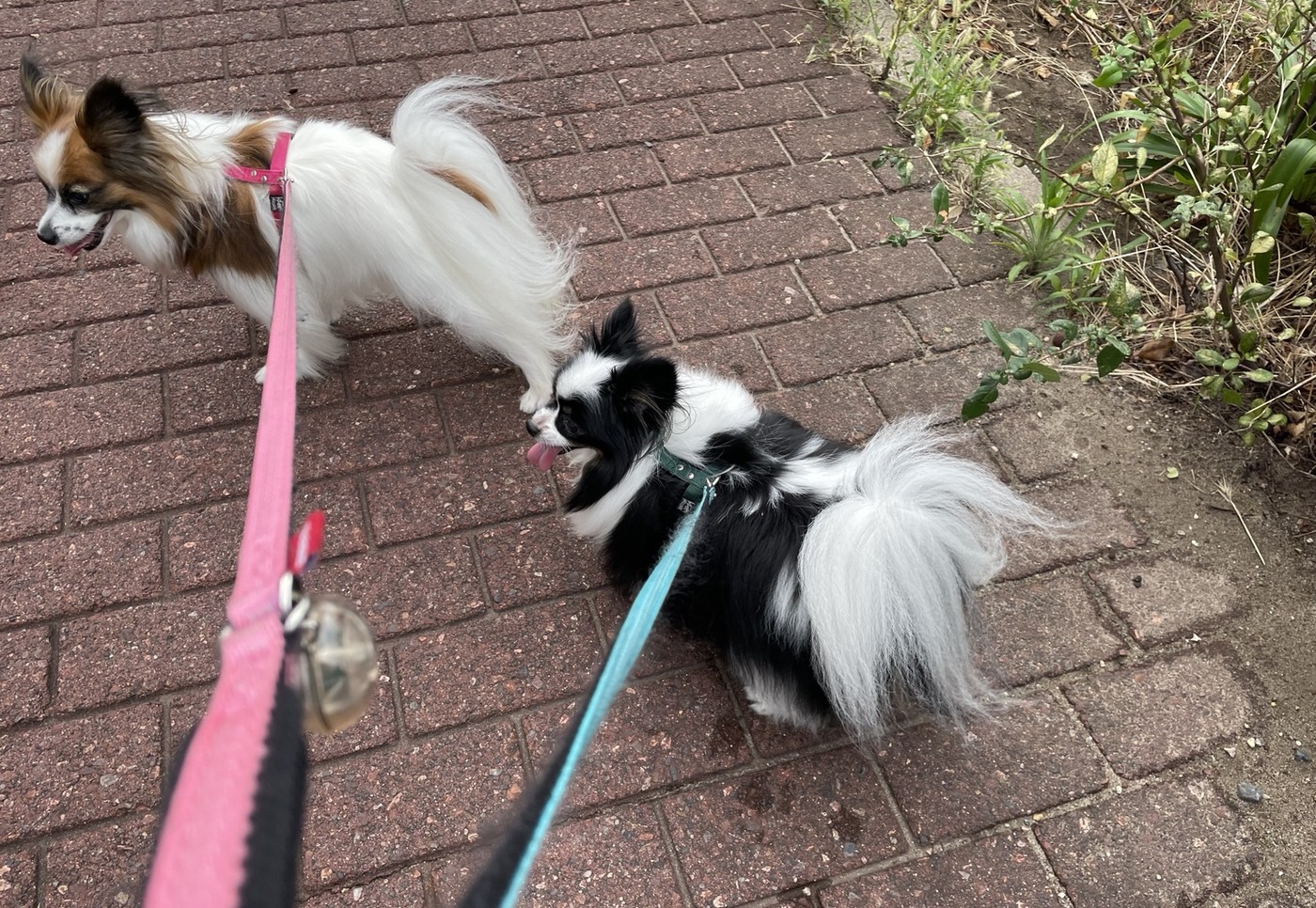 朝のお散歩をするベティーとレオ