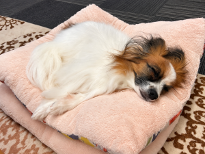ベージュのベッドで気持ちよさそうに眠るパピヨンのベティー